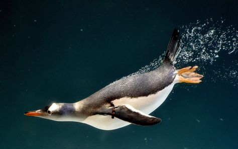 A gentoo penguins swimming underwater at Melbourne Aquarium in Australia Penguin Underwater, Swimming Penguin, Penguins Swimming, Melbourne Aquarium, Penguin Wallpaper, Swimming Underwater, Gentoo Penguin, Penguin Art, World Birds