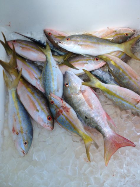 Fearless Fishing Report for April 4 (#Islamorada, FL): Today we fished a half day and we had a great bite of Yellowtail #Snappers. We caught 20 or so nice ones. We then caught a handful of Barracudas before we got rained on and went in. Wind was East at 8 knots. Waves a foot or less #fearless #fishing #charter #captjoehendrix Fresh Fish Photography, Fisherman's Cottage, Painting Fish, Fishermans Cottage, Kitchen Jars, The Reef, Fish Market, Ocean Theme, April 4