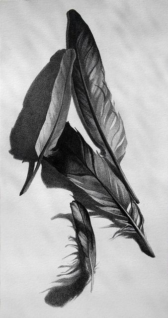 Pigeon feathers | Flickr - Photo Sharing! Pigeon Feather, Draw Nature, Feather Drawing, Feather Art, Ballet Fashion, Pencil On Paper, Graphite Drawings, Amazing Drawings, Stippling