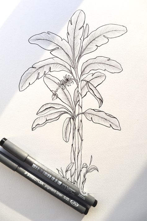 Banana Tree Sketch, Banana Plant Tattoo, Plumeria Sketch, Banana Tree Tattoo, Banana Leaf Tattoo, Banana Tree Drawing, Line Art Palm Tree, Banana Tattoo, Palm Tree Sketch