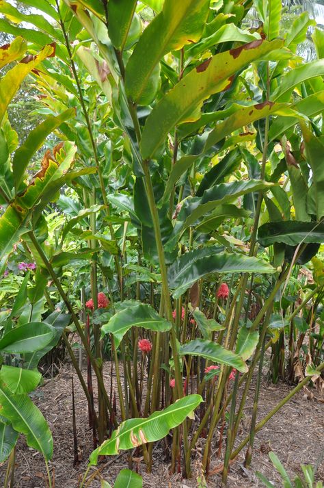 Etlingera elatior 'Red Torch' | Bamboo Land Nursery QLD Australia Torch Ginger Plant, Water Lilly Aesthetic, Lilly Flower Aesthetic, Lilly Illustration, Lilly Aesthetic, Lilly Flower Drawing, Lilly Painting, Etlingera Elatior, Flower Drawing Simple