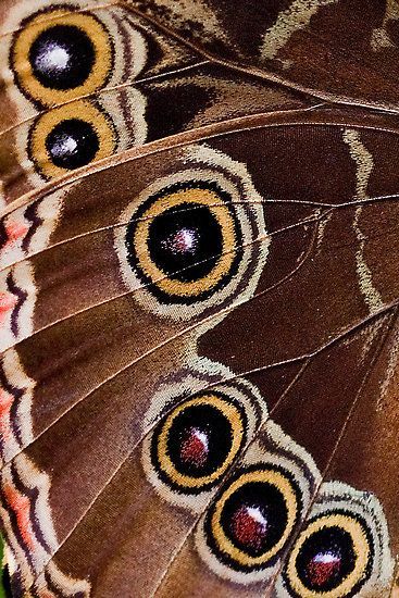 Inspired Images, Most Beautiful Butterfly, Natural Form Art, Inspiration Nature, Kunst Inspiration, Paper Birds, Instagram Branding, Gcse Art, Butterfly Wing