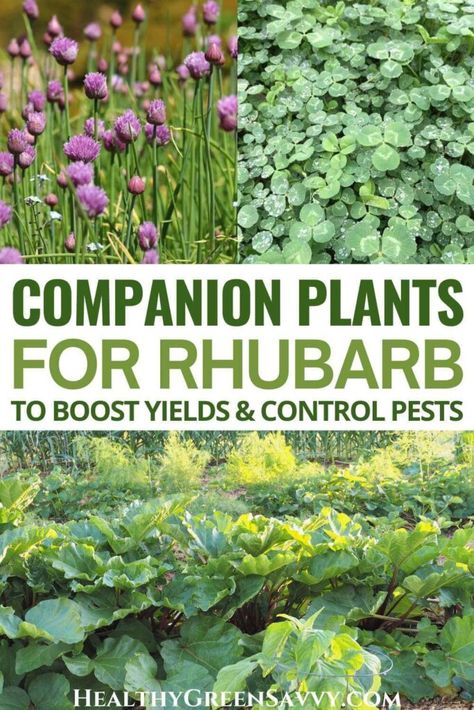 Rhubarb Growing, Rhubarb Rhubarb, Growing Rhubarb, Rhubarb Plants, Garden Companion Planting, Perennial Vegetables, Companion Plants, Perennial Herbs, Strawberry Plants