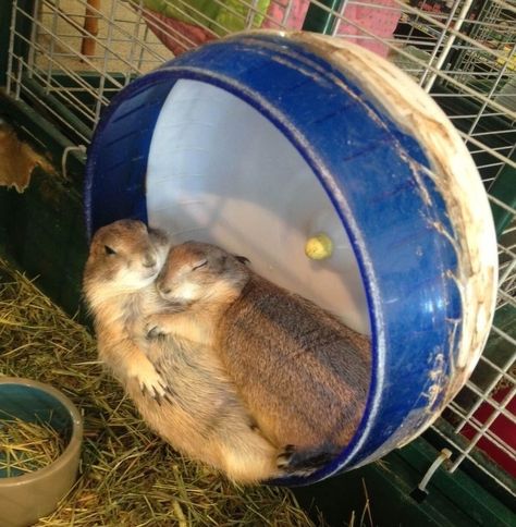 Dog Cuddles, Heartwarming Pictures, Photo Animaliere, What Cat, Prairie Dog, Human Relationship, Clipuri Video, Cute Animal Photos, Hamsters