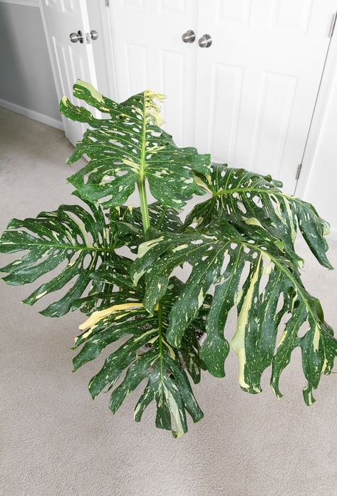 You did it—you took the plunge and got a Thai! Now you're looking for Thai Constellation Monstera care and propagation tips. I've got you covered with a post all about this gorgeous variegated monstera. Monsters Thai Constellation, Thai Constellation Monstera Care, Thai Constellation Monstera, Monstera Care, Propagation Tips, Monstera Plant Care, Fern Plants, Monstera Thai Constellation, Monstera Plants