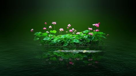 Dreaming in a japanese garden | Architecture & Interior Design Pink Lotus Wallpaper, Lotus Flower Pictures, Lotus Pond, Vascular Plant, Nature Art Painting, Pink Blossom, Aquatic Plants, Water Lilies, Japanese Garden