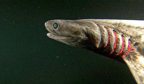 Shark Types, Deep Sea Sharks, Lochness Monster, Frilled Shark, Sharks Scary, Types Of Sharks, Shark Photos, Marine Science, Deep Photos