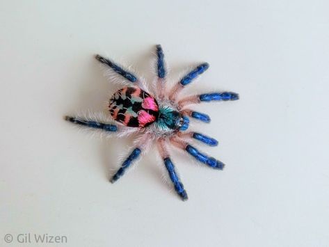 Gil Wizen on Instagram: “Brazilian jewel tarantula (Typhochlaena seladonia) that I keep as a pet. Such beautiful colors on this species! This spider almost never…” Jewel Tarantula, Tarantula Drawing, Go Easy On Me, Pet Tarantula, Spider Species, Phone Photo, Cool Bugs, Spider Girl, Arachnids