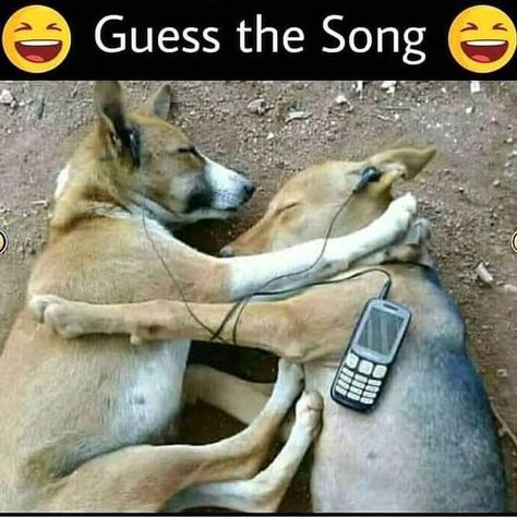 Guess The Song, Funny Dog Photos, Cartoon Love Photo, Funny Boy, Latest Funny Jokes, Funny Jokes For Adults, Facebook Ads, Funny Comedy, My Photo Gallery