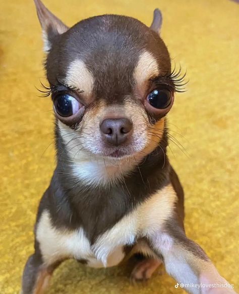 EN SERIO Chiuhauha Funny, Scary Chihuahua, Smiling Chihuahua, Fat Chihuahua, Funny Chihuahua Pictures, Chiwawa Dog, Silly Animal Pictures, Chiweenie Dogs, Small Creatures