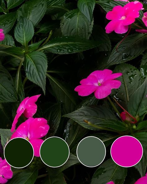 Fuschia And Green Color Palette, Hot Pink And Green Color Palette, Magenta And Green Color Palette, Color Palette With Hot Pink, Pink Green Black Color Palette, Hot Pink And Green Aesthetic, Bright Pink Colour Palette, Colors That Compliment Green, Botanical Color Palette