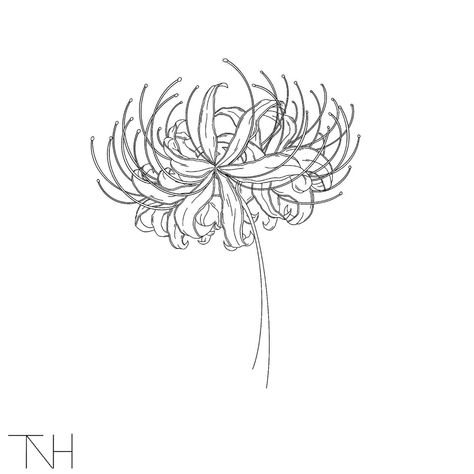 Spider Lily Stencil, Anime Flower Drawing, Spider Lilly Tatoos Black, Japanese Spider Lily Tattoo Design, Spider Lily Tattoo Stencil, Spider Lily Outline, Spiderlili Drawing, Anime Flower Tattoo, Flower Tattoos Lily