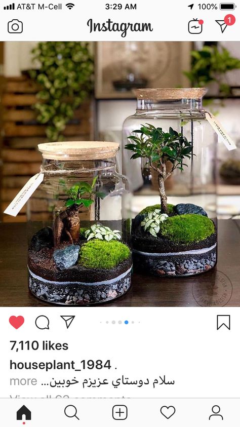 Mini Plant Terrarium, Ginseng Bonsai, Ficus Ginseng Bonsai, Ficus Ginseng, Plant In Glass, Beautiful Terrariums, Mini Gardens, Moss Terrarium, Moss Garden