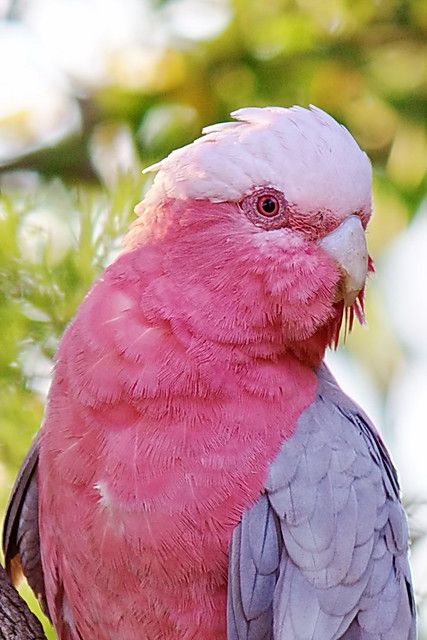 2010-11-15 5-52-02 PM - IMG_0070 Portrait of a Pink Galah | Flickr Galah Parrot, Pink Galah, Galah Cockatoo, Australian Parrots, Bird Identification, Australian Native Plants, Australian Wildlife, Australian Birds, Bird Artwork