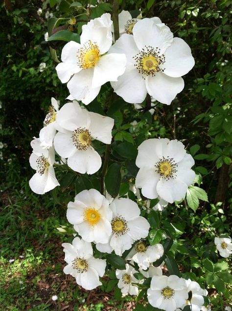 Cherokee Rose, _Rosa laevigata Rosa Laevigata Tattoo, Cherokee Rose Tattoo, Rose Climbing, Carol Peletier, Rose Fertilizer, Cherokee Rose, Georgia State, Bouquet Arrangements, Planting Roses