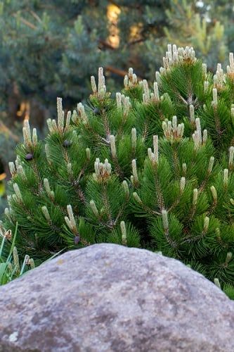 How To Plant, Fertilize, Prune & Water Mugo Pine - Pinus mugo - Wilson Bros Gardens Pine Landscape, Mugo Pine, Pinus Mugo, Wine Barrel Planter, Shrubs For Landscaping, Big Planters, Yard Makeover, Evergreen Bush, Bushes And Shrubs