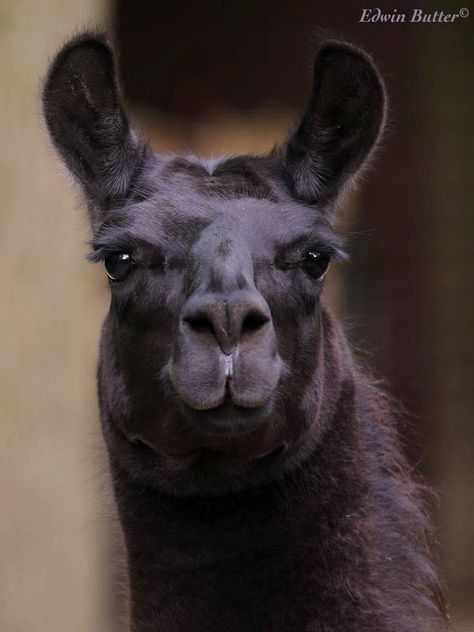 Llama Pictures, Llama Alpaca, Black Animals, Shades Of Black, Llama, Farm Animals, Mammals, Baby Animals