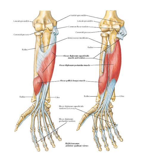 Individual Muscles of Forearm: Flexors of Digits  Anatomy   Medial epicondyle, Lateral epicondyle, Common flexor tendon, Coronoid process... Lower Back Muscles Anatomy, Medial Epicondyle, Muscles Of Forearm, Elbow Anatomy, Hand Structure, Anatomy Arms, Human Anatomy Picture, Limb Anatomy, Upper Limb Anatomy