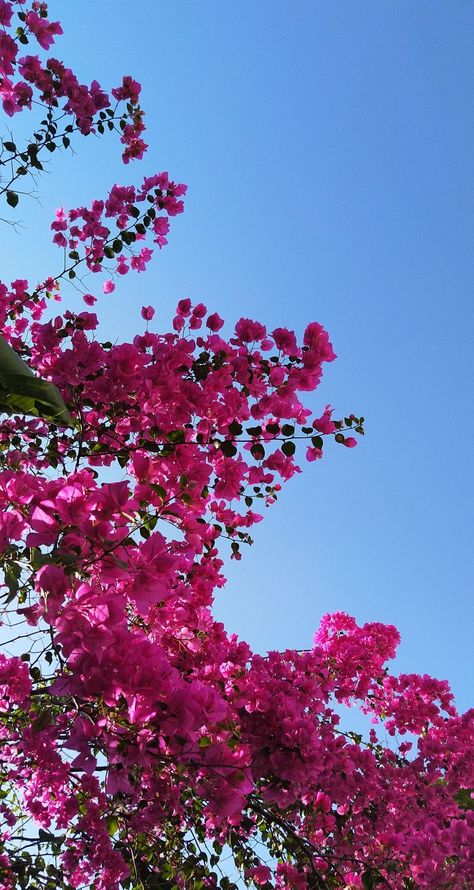 Pink Bougainvillea Aesthetic, Nature Profile Pic, Pink Indian Aesthetic, Iphone Wallpaper Landscape, Pretty Wallpapers Tumblr, Sky Photography Nature, Abstract Wallpaper Backgrounds, Flowers Photography Wallpaper, Simple Iphone Wallpaper