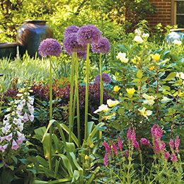 Dazzle in front!: From added curb appeal to extra privacy, there are tons of ways to have the front yard of your dreams! Allium Ambassador, Flowers For Garden, Allium Garden, Garden Perennials, Evergreen Bush, Interesting Plants, Garden Solutions, Rain Garden, Beautiful Flowers Garden