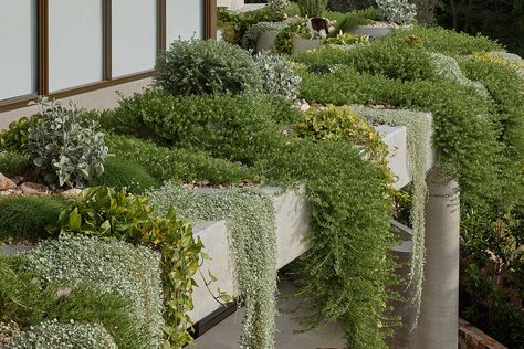 Roof Plants, Roof Garden Design, Balcony Planters, Green Facade, Coastal Gardens, Rooftop Garden, Garden Landscape Design, Roof Garden, Terrace Garden