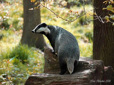 Badger Illustration, Animal Study, Honey Badger, British Wildlife, Weird Animals, Woodland Creatures, Animal Photo, Woodland Animals, Animals Friends