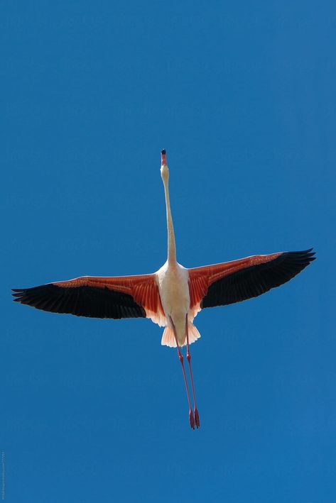 Single pink flamingo bird (Phoenicopterus roseus) flying with wings outspread on the blue sky Greater Flamingo, Flamingo Photo, Pink Flamingos Birds, Wild Photography, Bird Flying, Pet People, Flamingo Bird, Flamingo Art, The Blue Sky