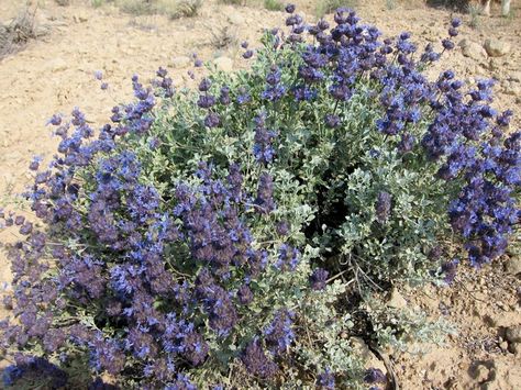 Montana Native Plant Landscaping, Northern Nevada Landscaping Ideas, Nevada Plants, Utah Native Plants, Northern California Native Plants, Nevada Landscape, Nebraska Native Plants, Sierra Mountains, Northern Nevada