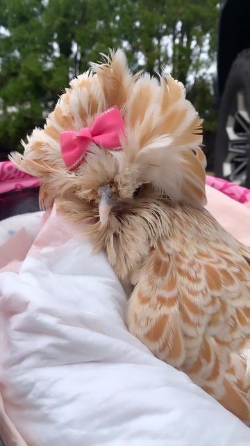 Henfluencer @margethehen on Instagram: "Took Marge pumpkin picking 🧡 then it started raining 😢#chicken#pumpkin#fall#newyork#queen#wanderlust #farm#coop#countrygirl#mylove#hen#pets#animals#bestie#funky#hair#chickenmom#gmc#liftedtrucks#rainyday #cute#pink#barbie#adorable#fancy#disabled" Chicken Pfp, Pink Chicken Coop, Chicken Types, Ribbon Aesthetic, Polish Chicken, Cute Chicken Coops, Chicken Pumpkin, Balinese Cat, Types Of Chickens