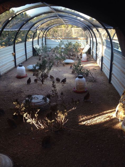 Pheasant Aviary, Quail Pen, Quail House, Chicken Pens, Reban Ayam, Quail Coop, Best Pen, Raising Quail, Chicken Pen