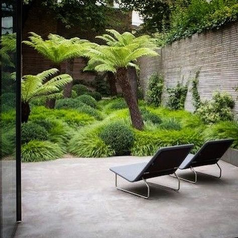 Tropical Landscape Design, Ferns Garden, Tropical Garden Design, Jungle Gardens, London Garden, Contemporary Garden, Tropical Landscaping, Courtyard Garden, Green Garden