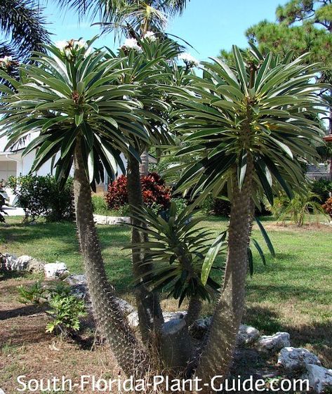 Trees Reference, Pachypodium Lamerei, Madagascar Palm, Portland Garden, Cactus Gardens, Florida Trees, Florida Landscape, Florida Garden, Succulent Landscape Design