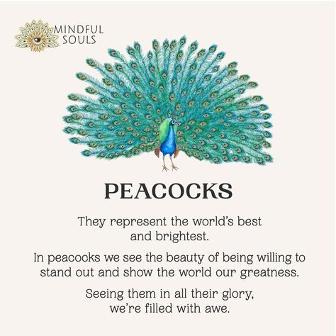 Peacock Meaning, Peacock Quotes, Soul Definition, Spirit Animal Meaning, Spiritual Shop, Animal Meanings, Peacock Pictures, Animal Spirit Guides, African Spirituality