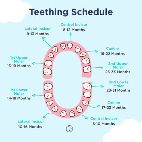 Teething Schedule: Baby Teething Chart and Timeline – Happiest Baby