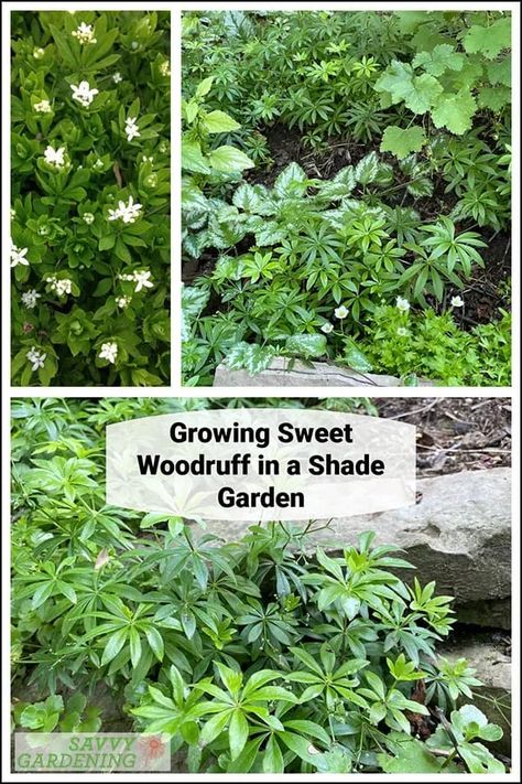 Sweet woodruff is an enchanting groundcover choice for shade gardens. Discover more about this unique shade-loving groundcover that forms a thick mat to crowd out weeds and produces tiny, fragrant, white flowers every spring. #gardening #gardeningtips Sweet Woodruff, Drought Tolerant Perennials, Edging Plants, Herb Garden In Kitchen, Spring Gardening, Shade Gardens, Perennial Vegetables, Best Perennials, Rock Gardens