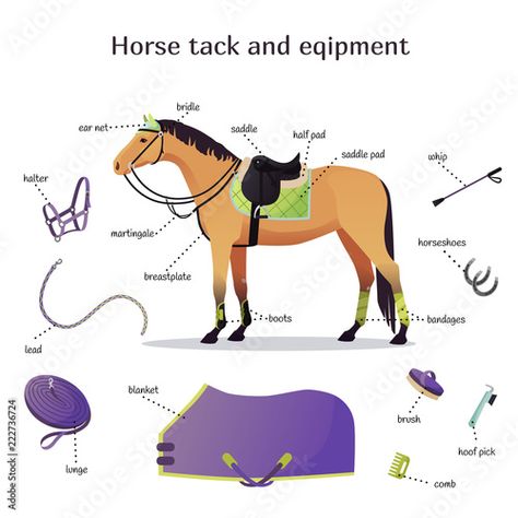 Stock Image: Vector collection with various elements of horse tack and equipment. Horse riding, training and equestrian sport gear. Saddle, bridle, blanket, halter, lunge, horseshoes isolated set Horse Farm Ideas, Horse Halter, Horse Bridle, Horse Equipment, Horse Gear, Horse Tips, Equestrian Sports, Training Gear, Image Vector