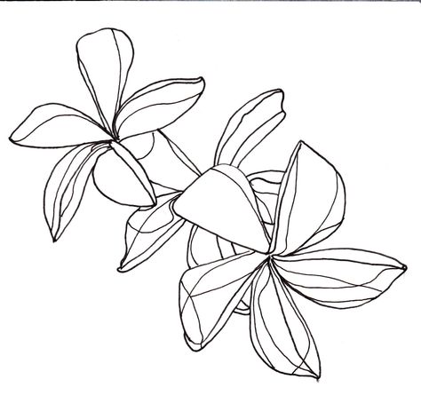 line drawing - flowers - plumeria Plumeria Line Art, Drawings For Embroidery, Flowers Plumeria, Plumeria Tattoo, Art Quotes Artists, Lily Flower Tattoos, Chinese Flowers, Flower Line Drawings, Flower Outline