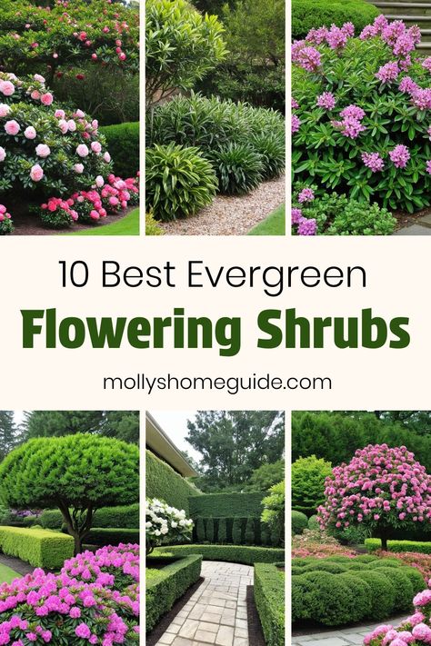 Explore a variety of evergreen flowering shrubs perfect for adding color and beauty to your garden year-round. From low maintenance options to stunning blooms, these shrubs are great for full sun or shade. Discover the best types of evergreen bushes that thrive in different conditions, offering lovely flowers and long-lasting color. Whether you're looking for winter interest or perennial greenery, there's a perfect selection of beautiful evergreen shrubs to choose from. Perennial Greenery, Evergreen Shrubs Full Sun, Evergreen Bushes, Daphne Shrub, Small Evergreen Shrubs, Colorful Shrubs, Evergreen Bush, Mountain Laurel, Woodland Scene