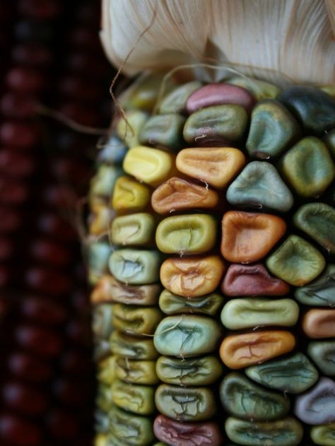 Lughnasadh is primarily a grain harvest, one in which corn, wheat, barley and grain products such as bread are prominently featured. Fruits and vegetables which ripen in late summer are also a part of the traditional feast. (Photo from Lisa Miller at Ohlime on Etsy.com) Wow Photo, Indian Corn, Design Seeds, Colorful Candy, Patterns In Nature, Color Textures, Textures Patterns, Color Combos, Color Inspiration