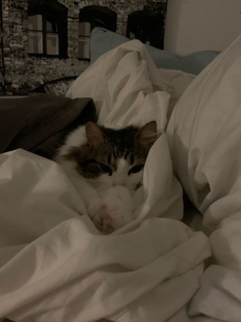 Big Cat And Small Cat, Cat In Bed Aesthetic Night, Sleepy Gf Aesthetic, Cats On Beds Aesthetic, Sleeping Pics Aesthetic, Cat Cuddle Aesthetic, Sleeping With Cat Aesthetic, Sleep Core Aesthetic, Owning A Cat Aesthetic