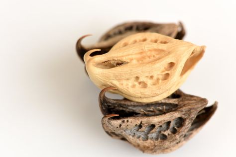 Health Benefits of Devil's Claw - Facty Health Devils Claw, Rheumatic Diseases, Plant Sterols, High Cholesterol Levels, Migraine Headaches, Chronic Inflammation, Lower Cholesterol, Natural Living, Digestive Health