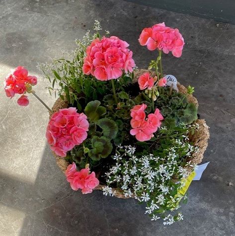 Geranium Container Ideas, Geranium Hanging Basket Ideas, Geranium Hanging Baskets, Pink Geranium Planter Ideas, Geraniums In Pots Ideas, Amish Greenhouse, Geraniums In Containers, Geranium Planters, Zonal Geraniums