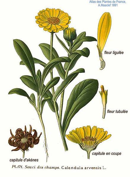 [ Field Marigold: Calendula ] Calendula arvensis is a ANNUAL growing to 0.3 m (1ft).   It is hardy to zone 6 and is not frost tender. It is in flower from Jun to November, and the seeds ripen from Aug to November. The flowers are monoecious (individual flowers are either male or female, but both sexes can be found on the same plant) and are pollinated by Bees. ~ from Plants for a Future Herb Wreath, Herb Prints, Spring Scenery, October Flowers, Flower Print Pattern, Wreath Drawing, Aromatic Plant, Wild Plants, Scientific Illustration