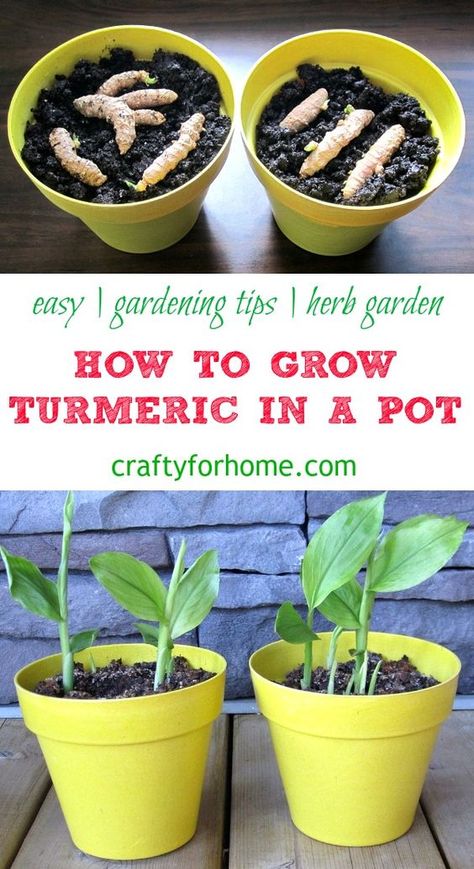 Grow Turmeric, Gemüseanbau In Kübeln, Gardening Tips For Beginners, Easy Gardening, Home Vegetable Garden, Container Gardening Vegetables, Fruit Garden, Propagating Plants, Easy Garden