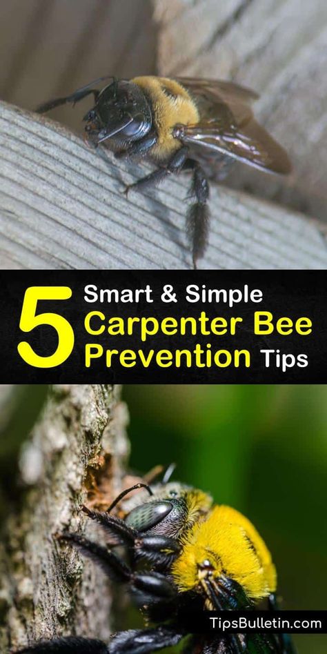 Protect your eaves and other wood surfaces from a carpenter bee infestation with this guide about bee prevention. Let us teach you how to spot sawdust, kill larvae to dissuade woodpeckers, and use homemade pesticides and aerosol to keep them from returning. #carpenter #bee #prevention Wood Bees How To Get Rid Of, Carpenter Bee Traps Diy How To Build, Carpenter Bee Repellent Diy, Carpenter Bees How To Get Rid Of, How To Get Rid Of Carpenter Bees, Bee Deterrent, Woodpecker Deterrent, Bee Killer, Bee Spray