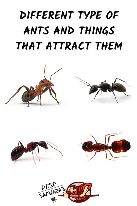 Different types of ants can damage your house and garden, so you should have a clear idea about what attracts ants to your house or garden. In this article, we have given an in-depth and complete fact sheet for different types of ants and factors that attract them to houses, gardens and buildings. Find out the list of different things that can attract different types of ants to your home. #ants #getridofants #pestcontrol #howtogetridofants #removeants Ant Removal, Sugar Ants, Home Pest Control, Big Ant, Types Of Ants, Bee Safe, Ants In House, Ant Infestation, Flea And Tick Spray