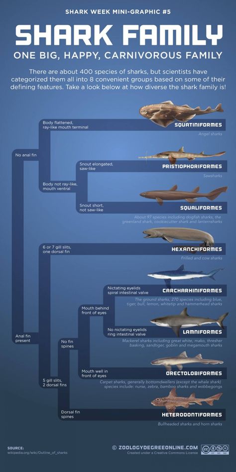 Did you know there are about 400 recognized species of sharks? Learn about the 8 groups that scientists have grouped them into in this Shark Family Infographic, part of our Shark Week Shark Facts! 🦈   #PiquaLibrary #sharkweek #sharkseason #savesharks #sharksinthelibrary #sharksarefriends #sharks #shark #sharklove #ilovesharks #sharkfacts Shark Infographic, Family Infographic, Happy Shark, All About Sharks, Shark Facts, Species Of Sharks, Shark Family, Shark Party, The Shark