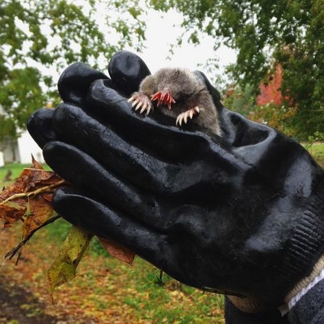 Chrissy on Instagram: “Always finding cool things working in the field, today we found a star-nosed mole.” Star Nosed Mole, Stars Animation, I See Stars, Cool Things, The Field, Mole, Cool Pictures, Stars, On Instagram