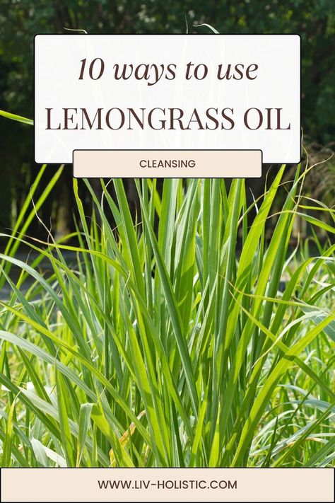 Discover 10 invigorating uses for lemongrass essential oil! From boosting your energy to refreshing your home, this citrusy oil offers a plethora of benefits. Learn how to create stimulating blends, enhance your cleaning routine, and naturally repel insects. Perfect for DIY enthusiasts and those seeking a revitalizing, clean lifestyle. Pin now to infuse your day with the uplifting essence of lemongrass oil! #bugspray #nontoxic #lemongrass #summer Lemongrass Oil Diy, Lemongrass Recipes, Lemongrass Plant, Lemongrass Oil, Steam Distillation, Clean Lifestyle, Garden Veggies, Lemongrass Essential Oil, Diy Essential Oils