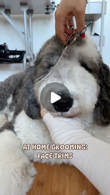 Cute Dog Products, Doodle Haircut Dog Grooming, Doodle Cuts Pet Grooming, Dog Grooming Tutorials, Sheepadoodle Haircut, How To Trim Doodle Face, Sheepadoodle Grooming, Doodle Face Grooming, How To Groom Your Dog At Home